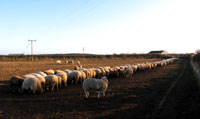 Sheep Feeding
